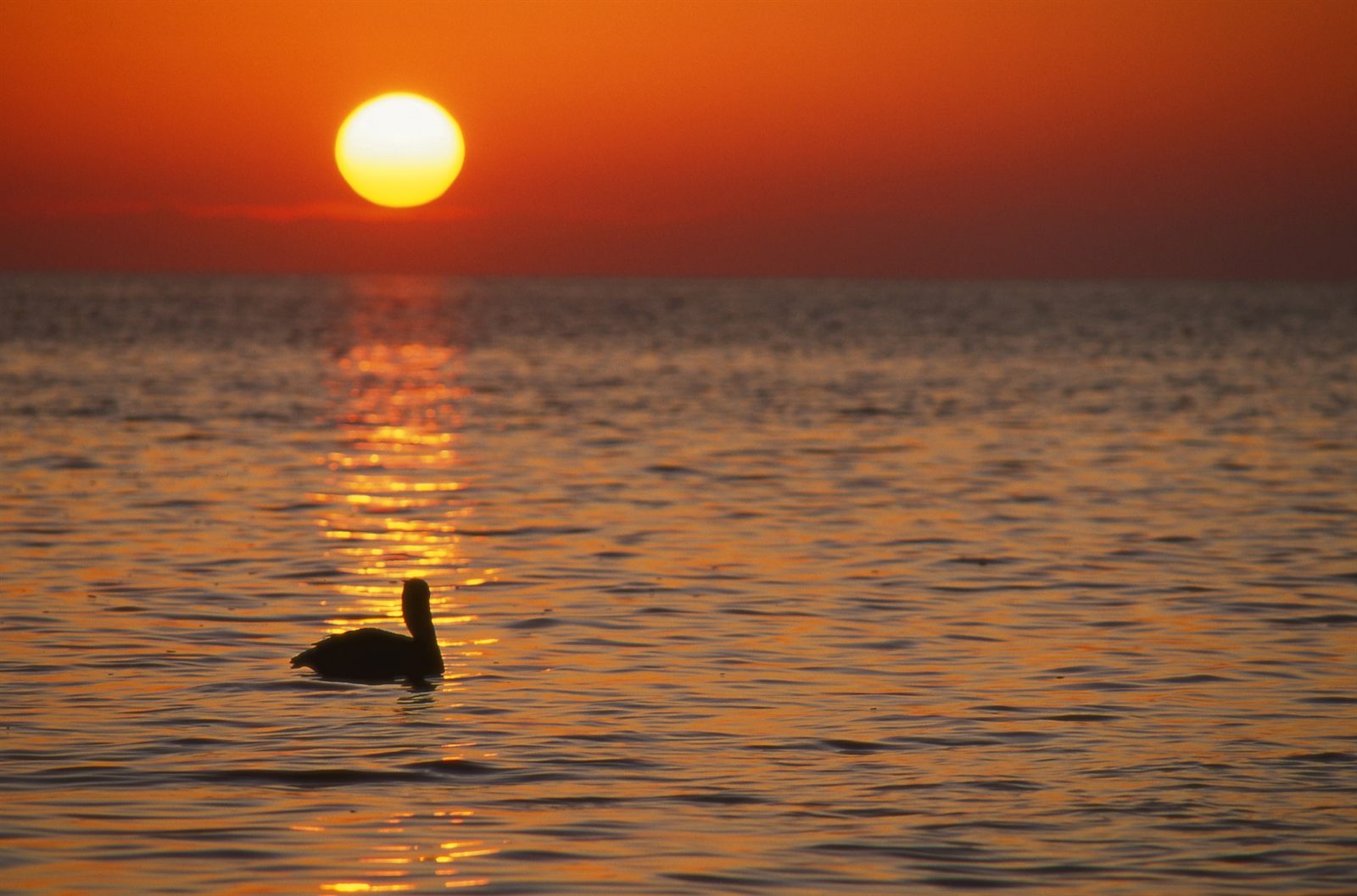 Pelican at sunset